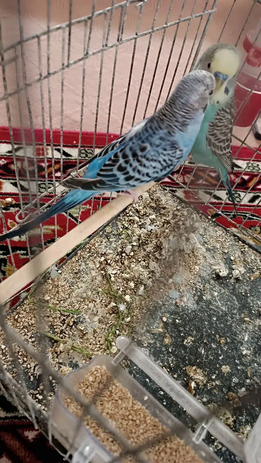 سه عدد مرغ عشق|پرنده|نقده, |دیوار