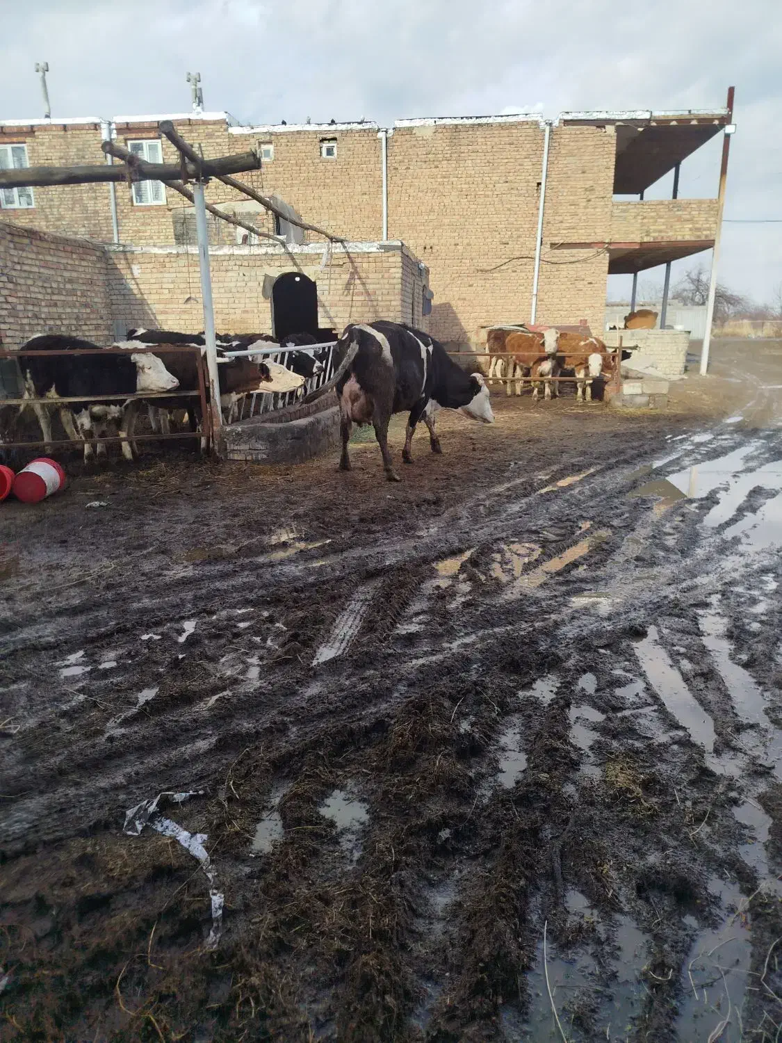 گاو|حیوانات مزرعه|نوشین شهر, |دیوار