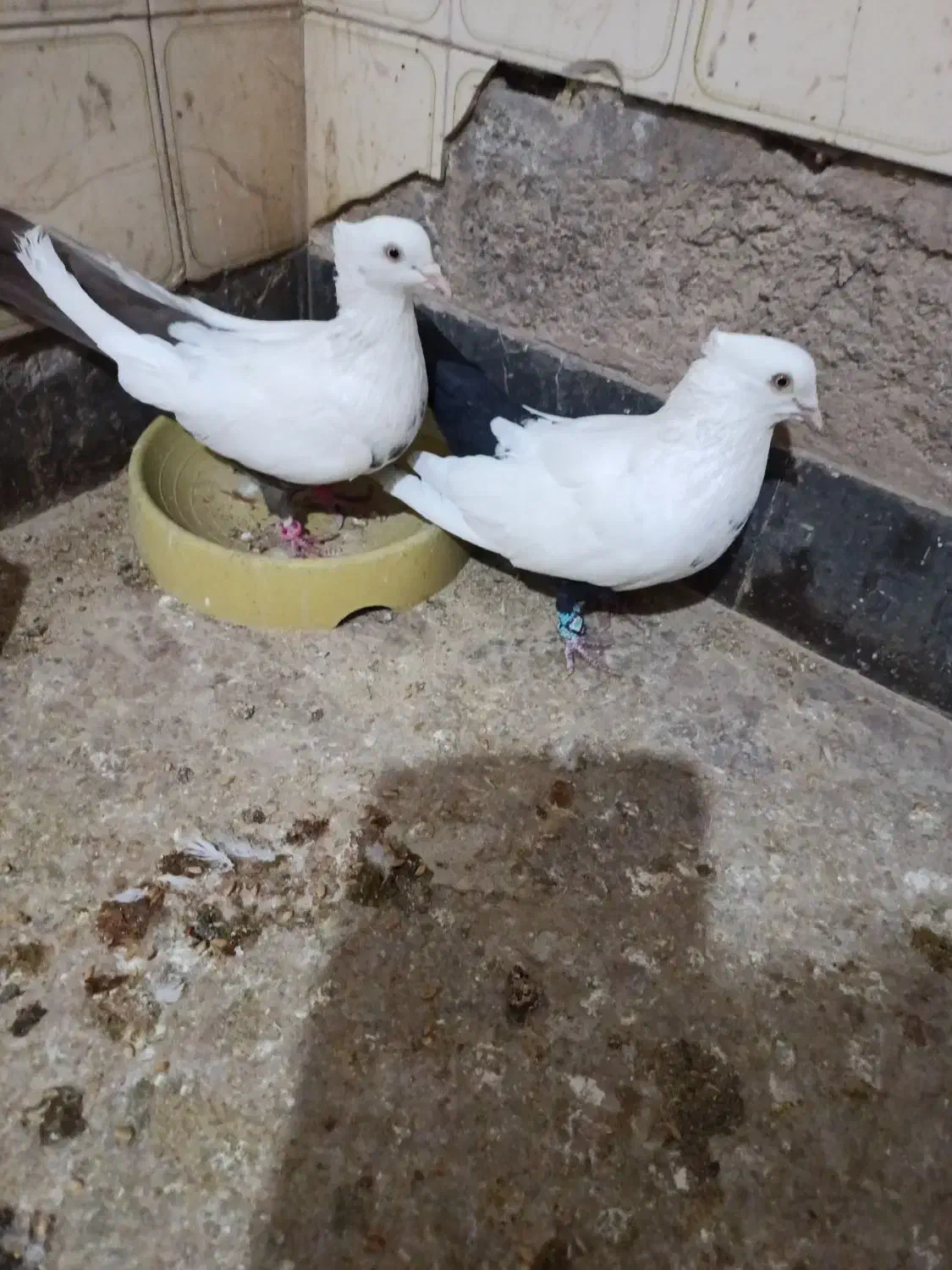 دمقهوای|پرنده|آباده, |دیوار