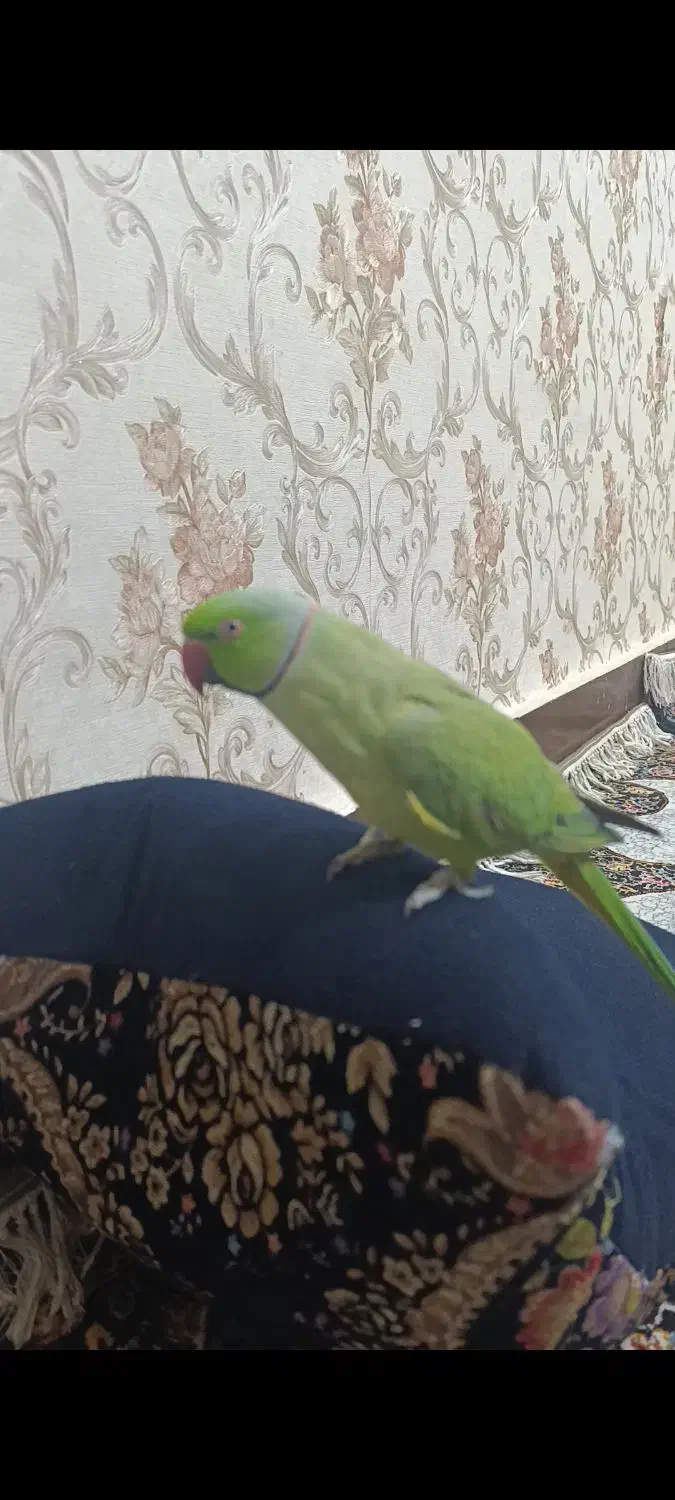 طوطی گمشده الشتر|حیوانات|الشتر, |دیوار