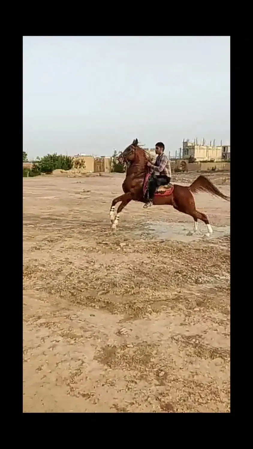 نریان سواری دار عالی|اسب و تجهیزات اسبسواری|خمینیشهر, |دیوار