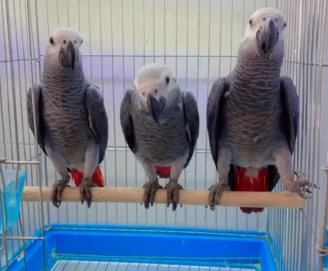 دنیای پرندگان|پرنده|شیراز, لب آب|دیوار