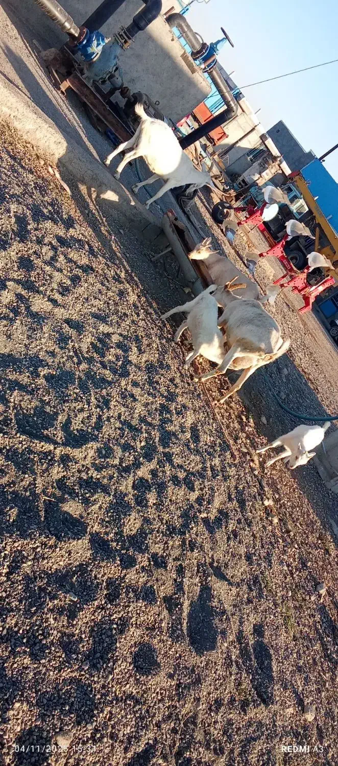 فروشی|حیوانات مزرعه|فریمان, |دیوار