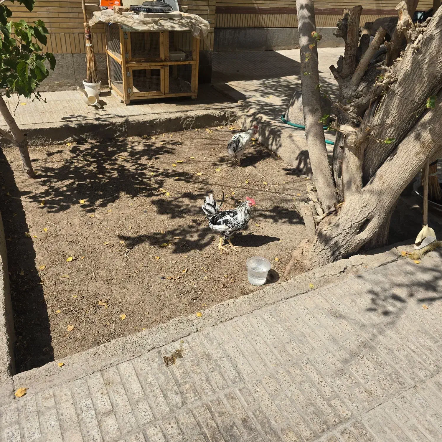 خروس گلین پنگونی|حیوانات مزرعه|اصفهان, طامه|دیوار