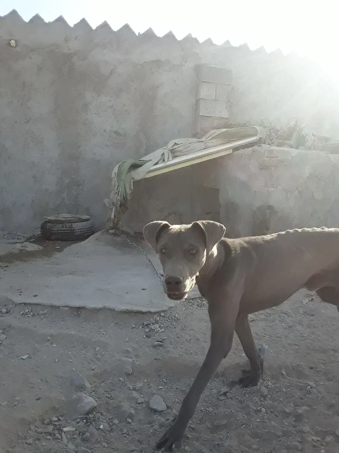 واگذاری سگ نژاد خوب|سگ|زاهدان, |دیوار