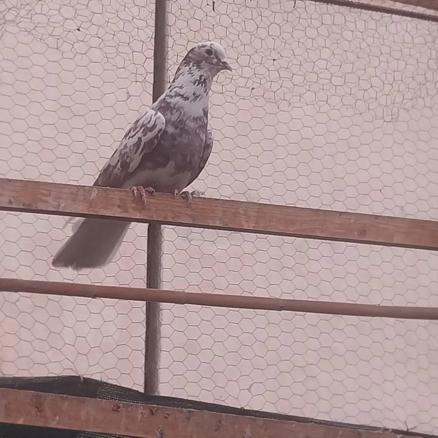 کبوتر|پرنده|گرمسار, |دیوار