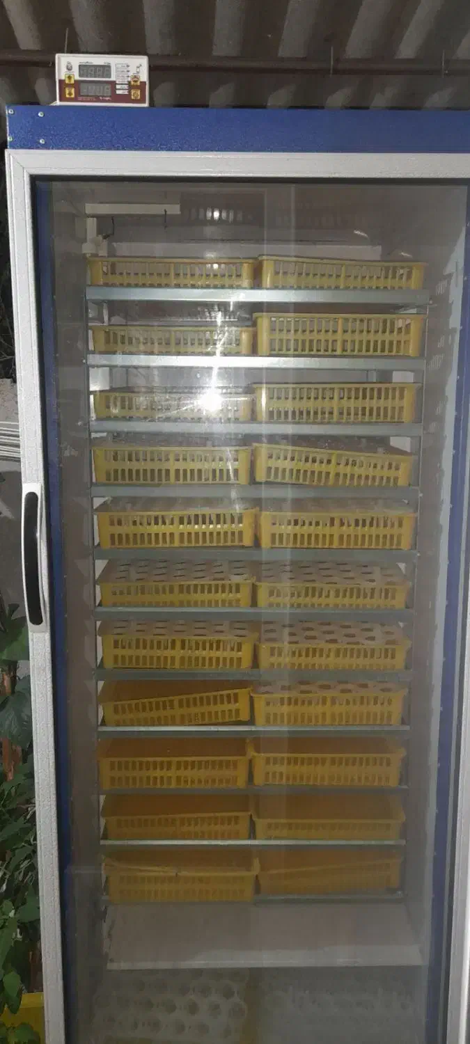 دستگاه جوجه کشی بلدرچین دماوند ۱۸۵۰تایی|لوازم جانبی حیوانات|آق قلا, |دیوار