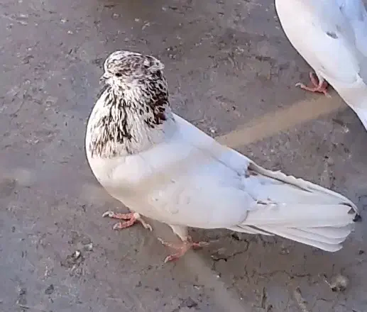 کله برنجی شمرونی نر|پرنده|تهران, گلستان (شهرک راه آهن)|دیوار