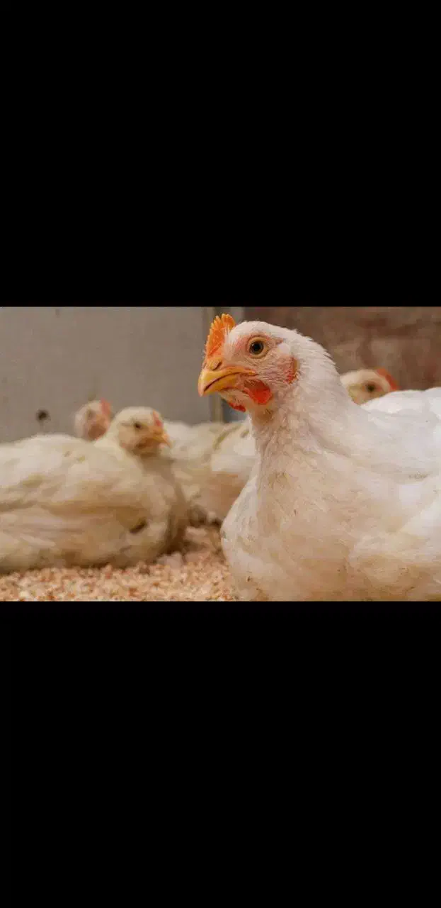 مرغ زنده ارگانیک|حیوانات مزرعه|سیمین شهر, |دیوار