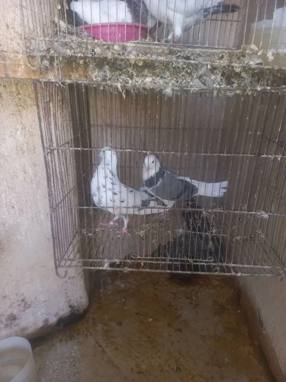 کبوترپرشی|پرنده|قم, شهرک امام حسین|دیوار