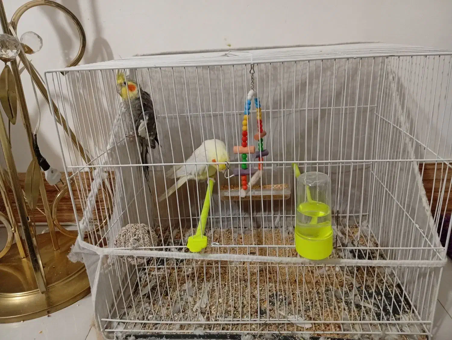 عروس هلندی|پرنده|مشهد, خواجه ربیع|دیوار