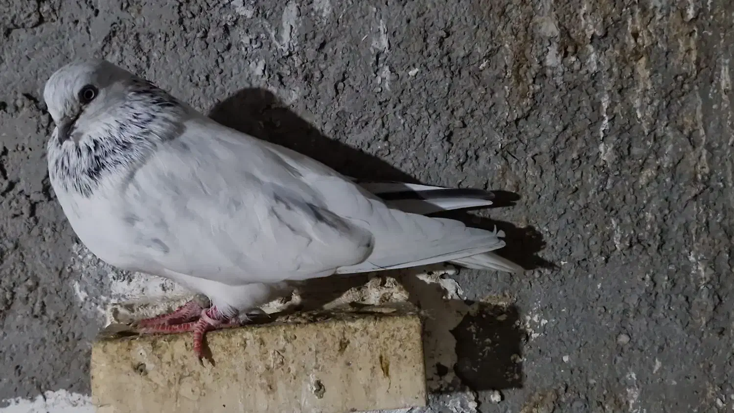 شیخ ابری|پرنده|چمران, |دیوار