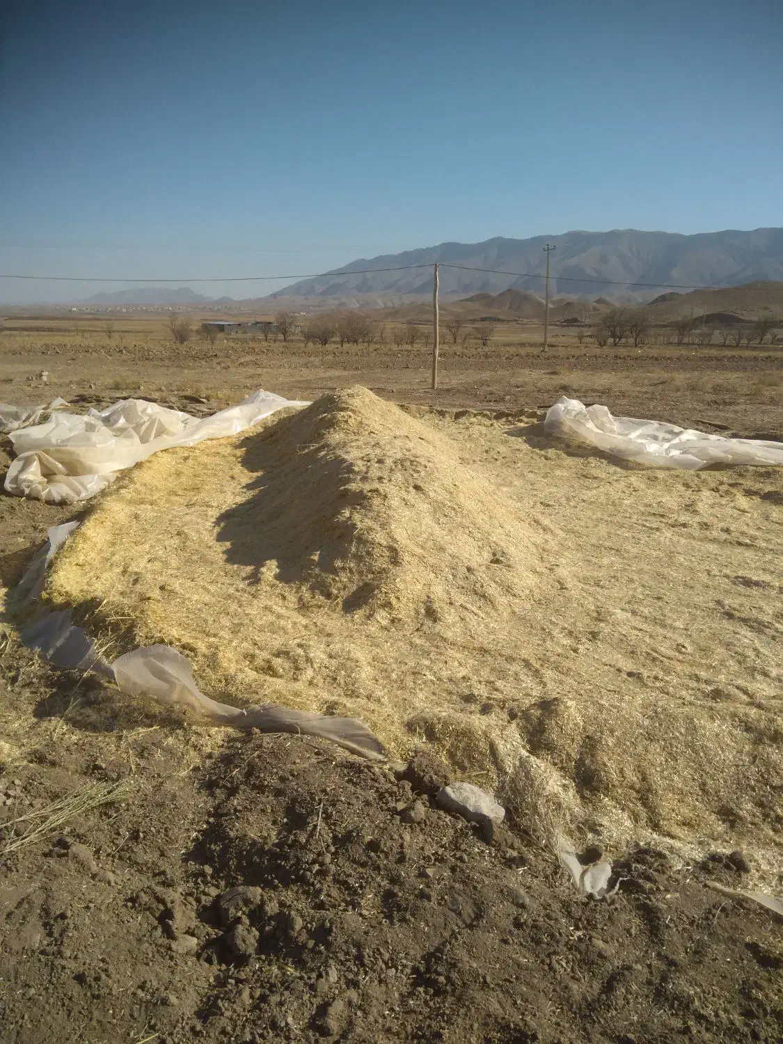 کاه|عمدهفروشی|تربتحیدریه, کلاته توکلی|دیوار