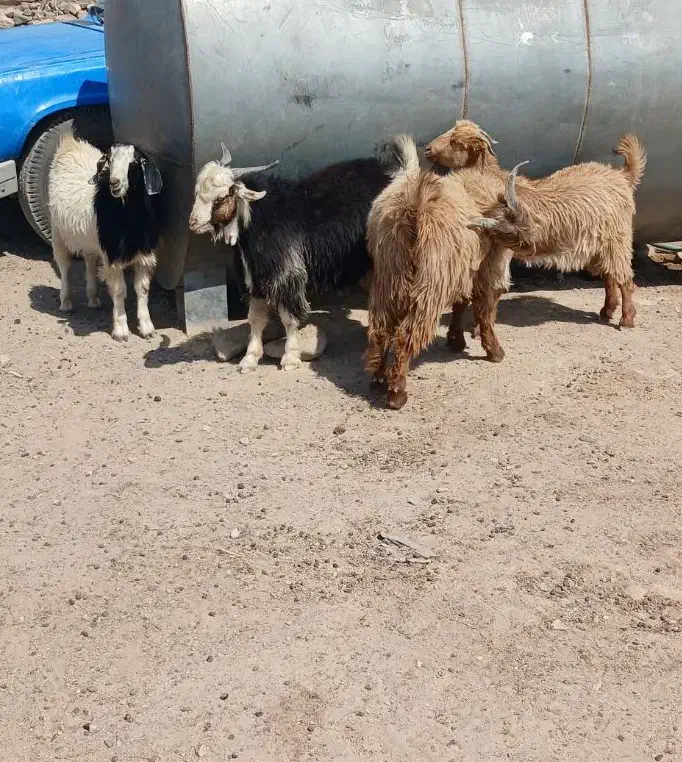 فروش ۲۰۰ رائس بز|حیوانات مزرعه|دهج, |دیوار