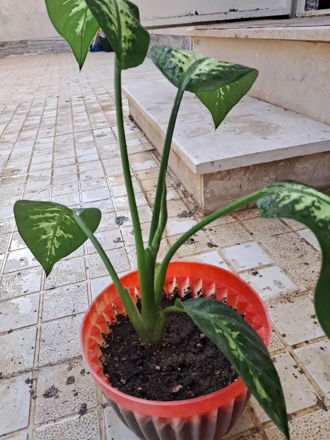 گل طبیعی دیفن باخیا|گل و گیاه طبیعی|گلبهار, شهر جدید گلبهار|دیوار