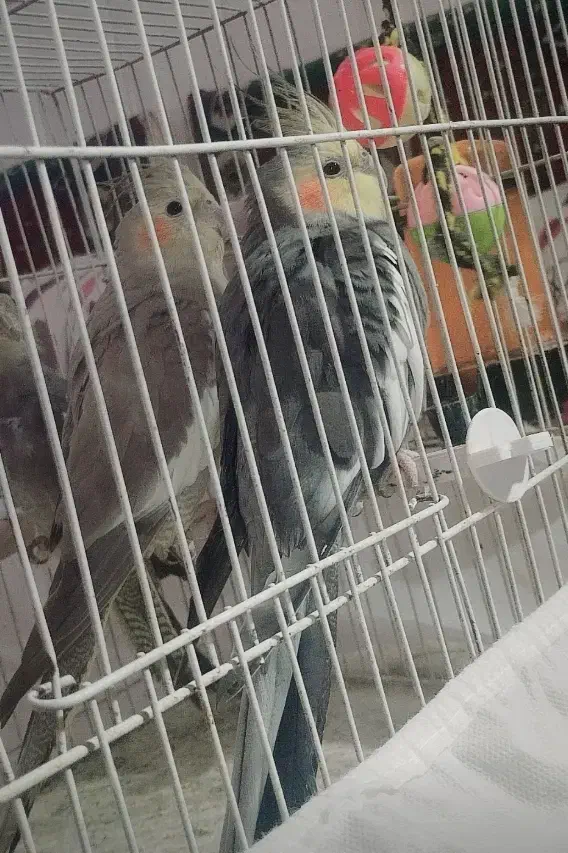 عروس هلندی|پرنده|قیدار, |دیوار