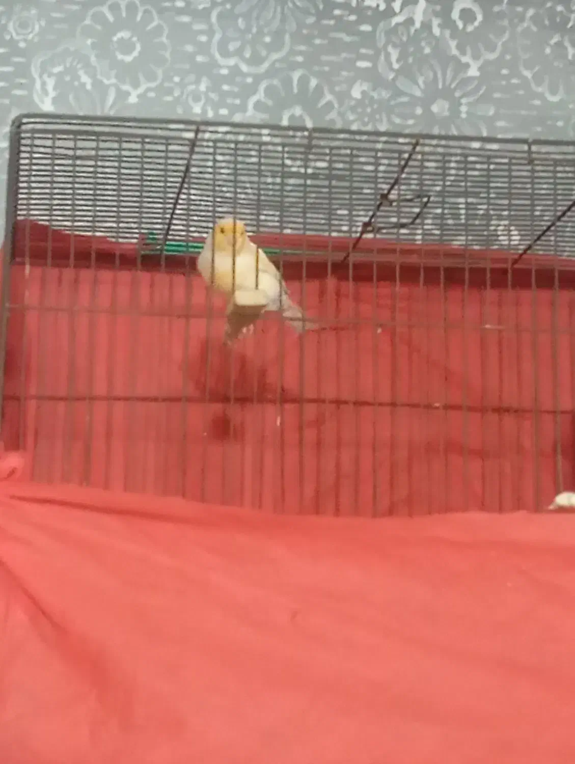 قناری موزاییکی مست|پرنده|قرچک, میرزائی شمالی|دیوار