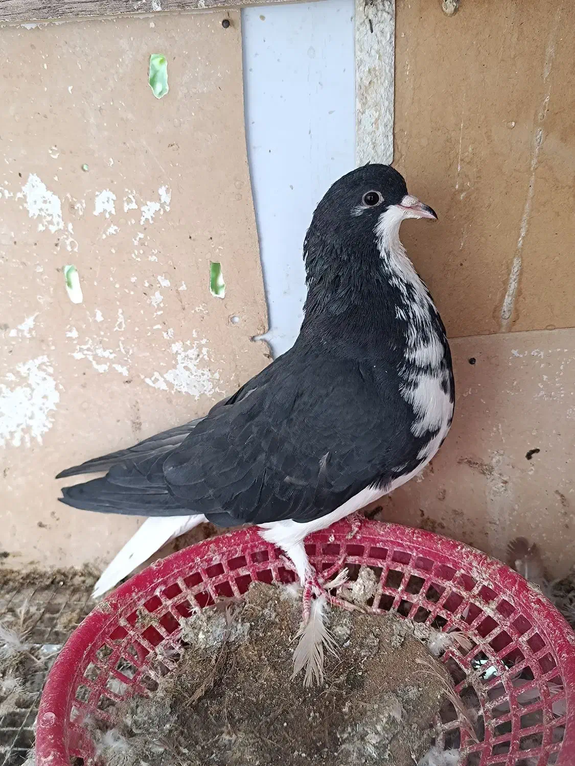 ماده خوشرنگ|پرنده|کوه چنار, |دیوار