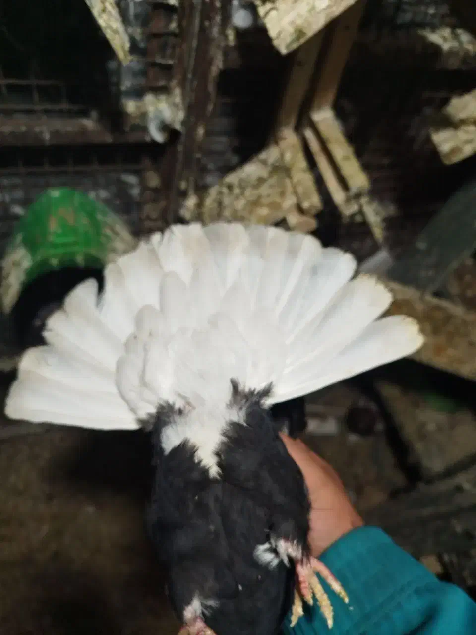 ۲تاکله ای۲تا تهرانی ماده دمسفیدوسور نر|پرنده|خرمآباد, |دیوار