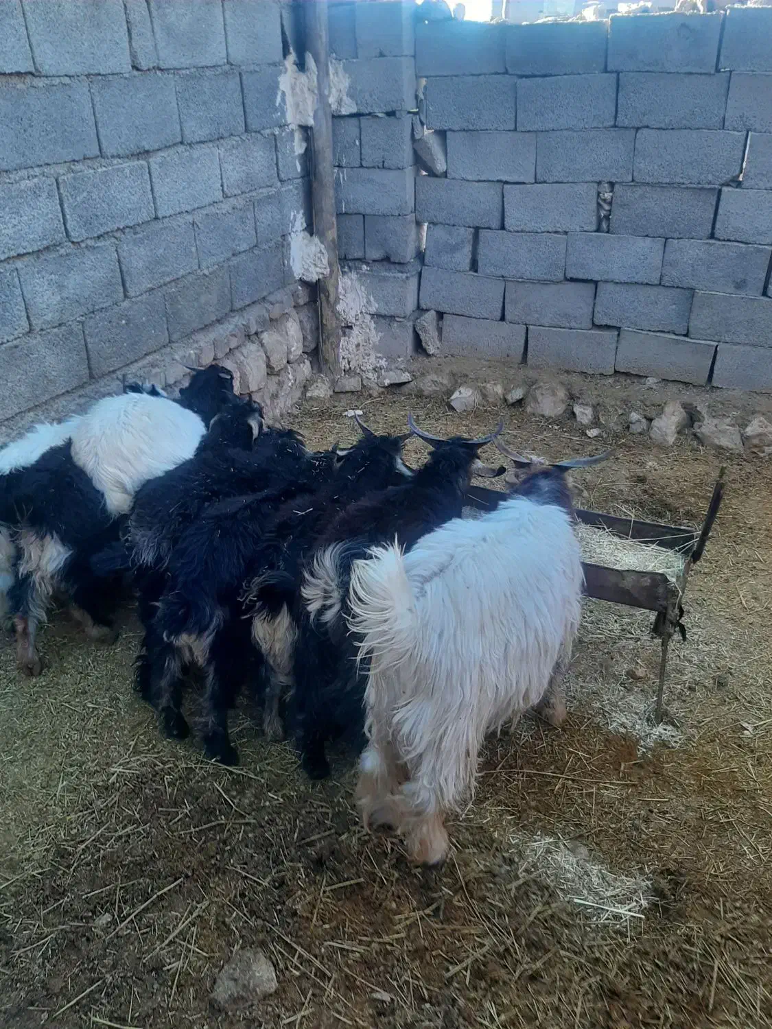 بزغاله وبز|حیوانات مزرعه|آبدانان, |دیوار