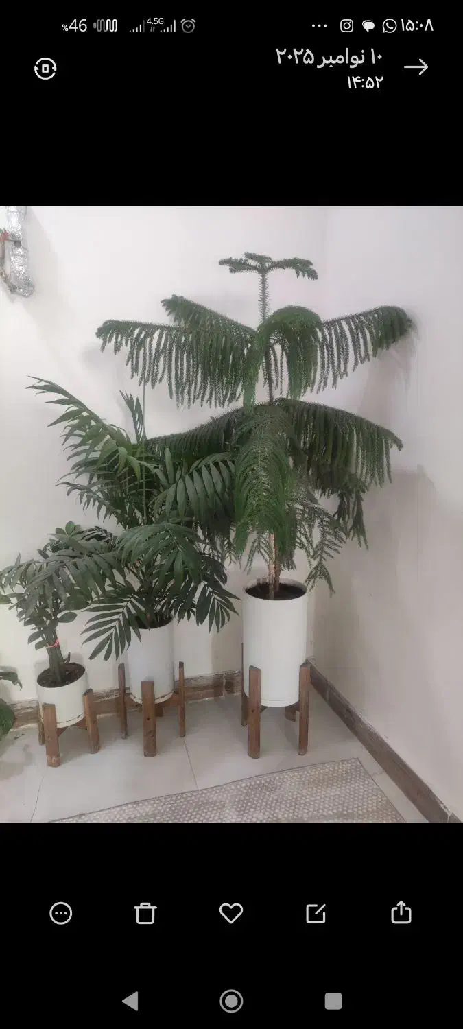 گل طبیعی|گل و گیاه طبیعی|ایلام, |دیوار