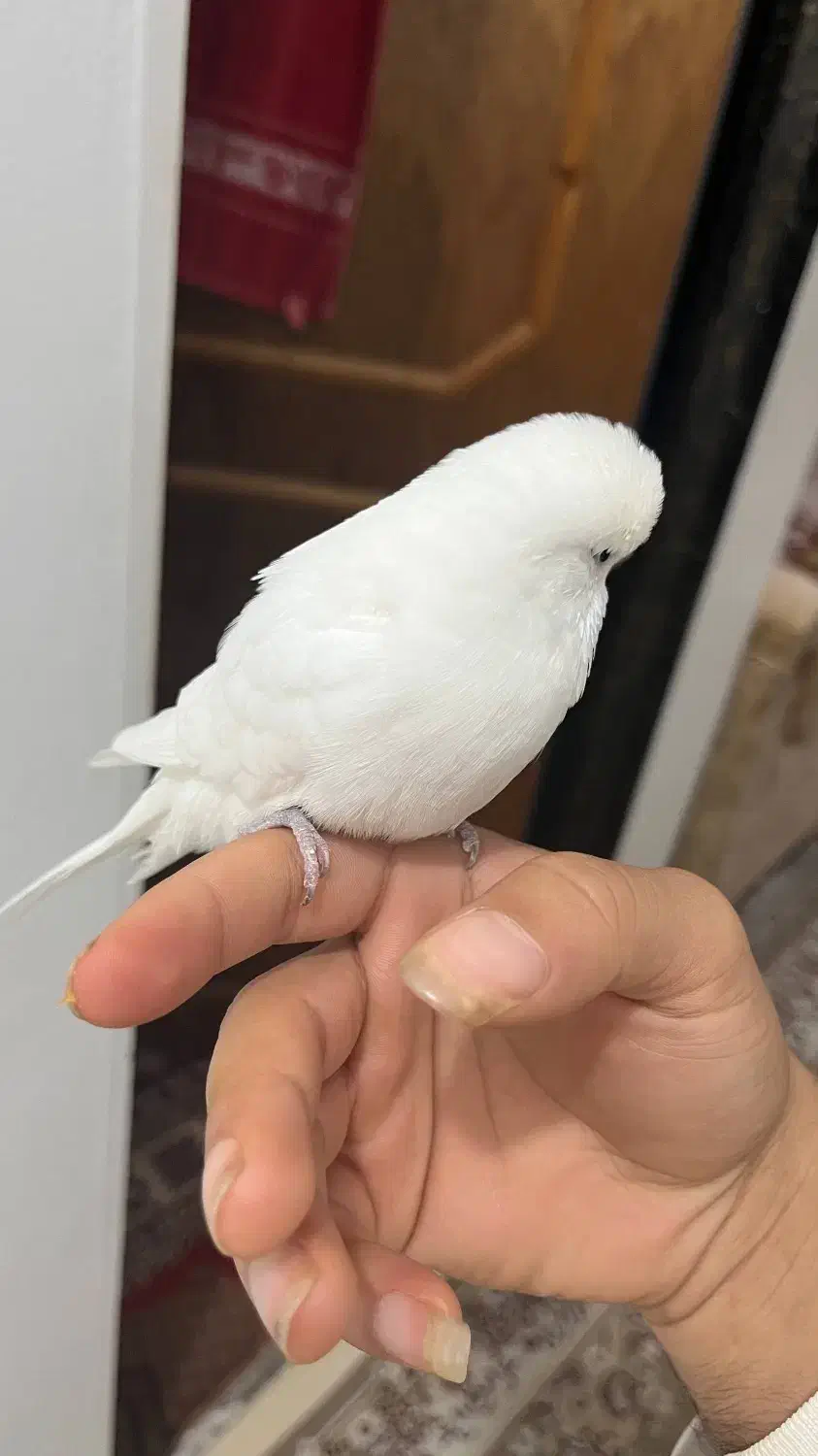 مرغ عشق انگلیسی|پرنده|محمودآباد, |دیوار