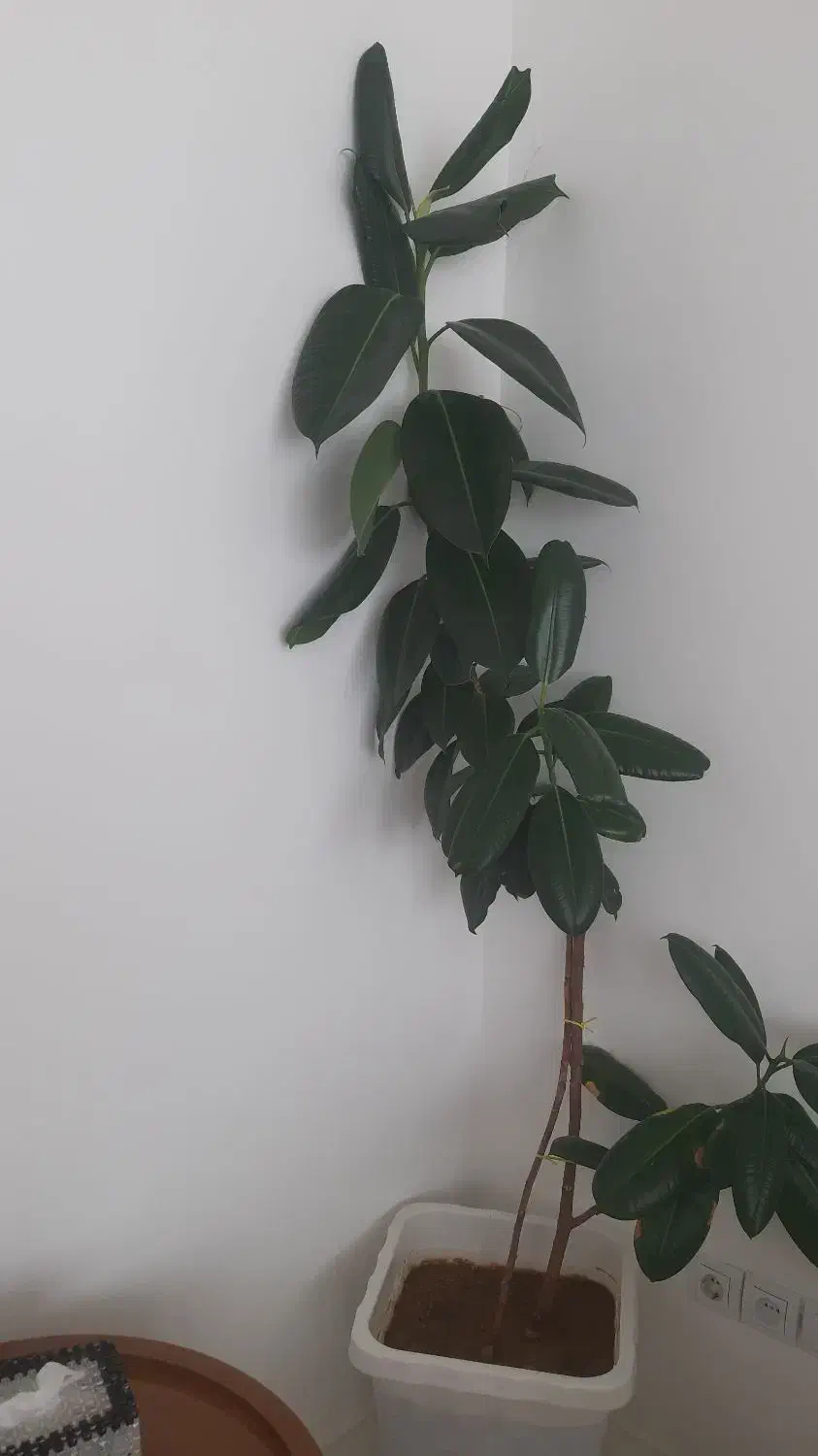 گل طبیعی و سالم|گل و گیاه طبیعی|سنندج, |دیوار