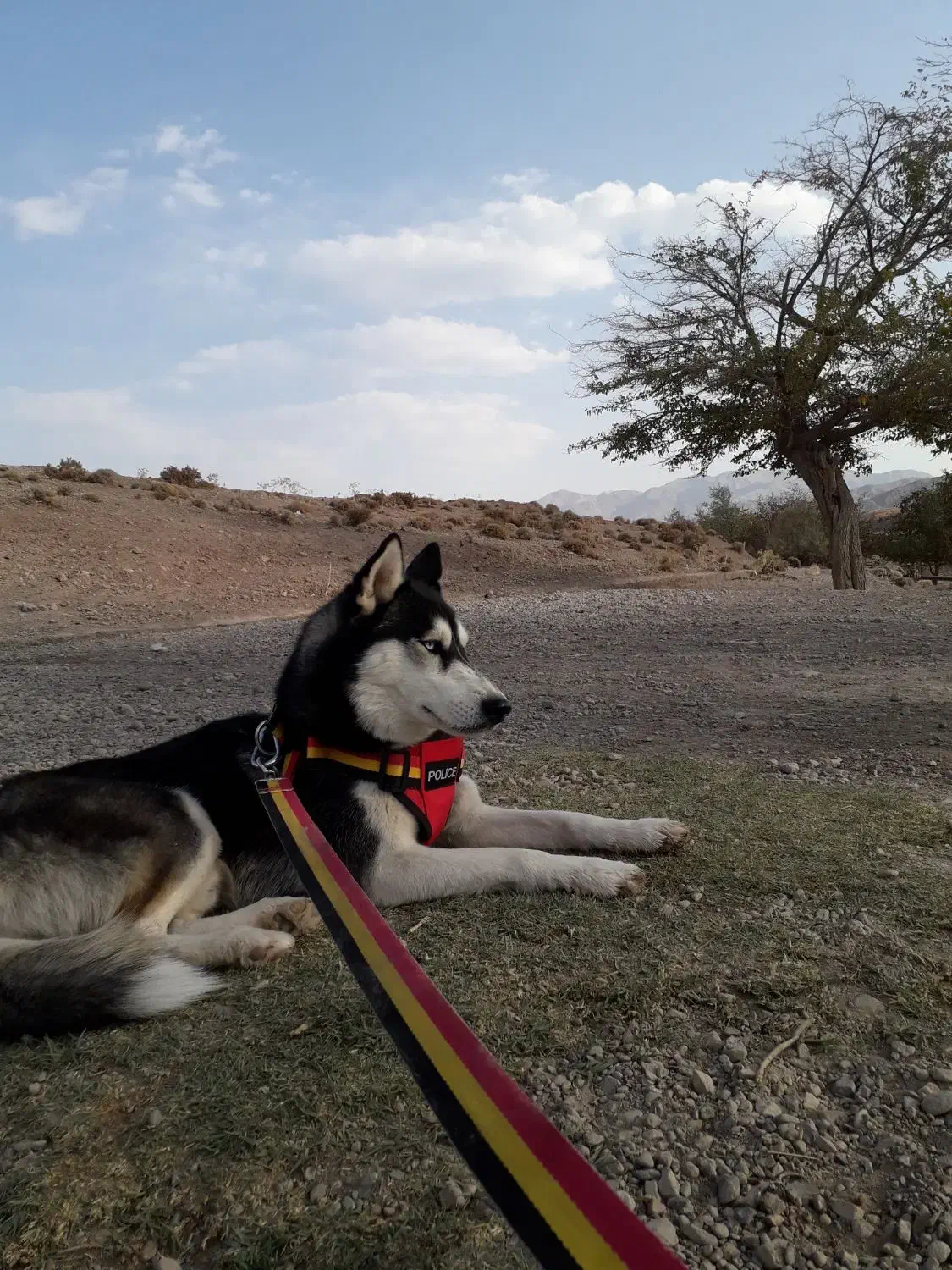 سگ هاسکی اصیل|سگ|کرمان, |دیوار