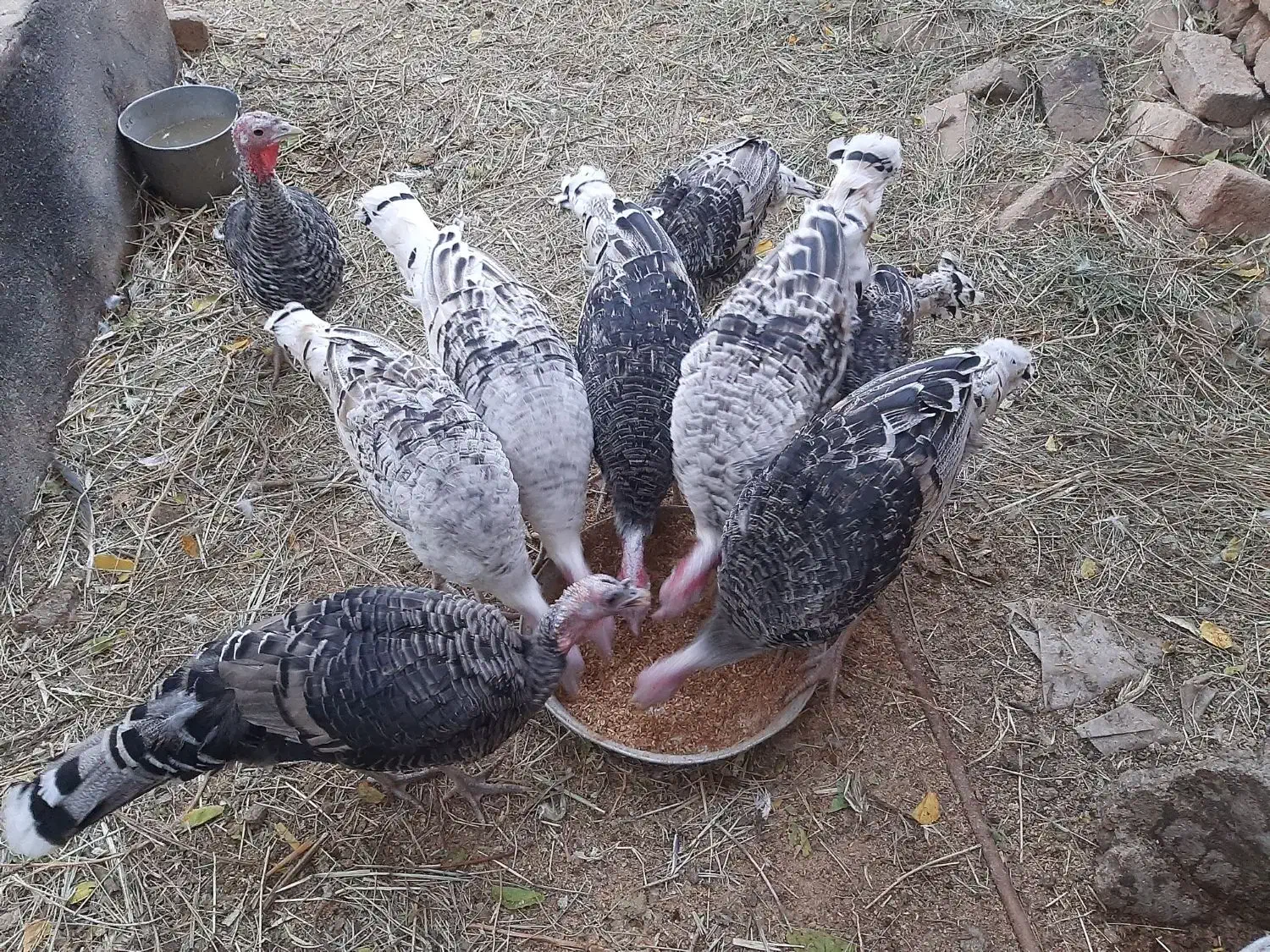 بوقلمون محلی وقو|حیوانات مزرعه|قزوین, |دیوار