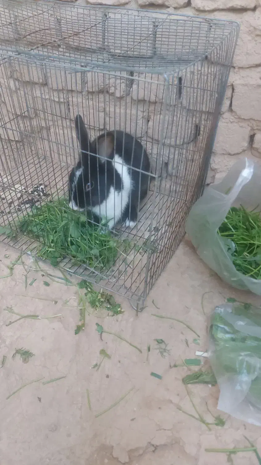 خرگوش|موش و خرگوش|اسفراین, |دیوار