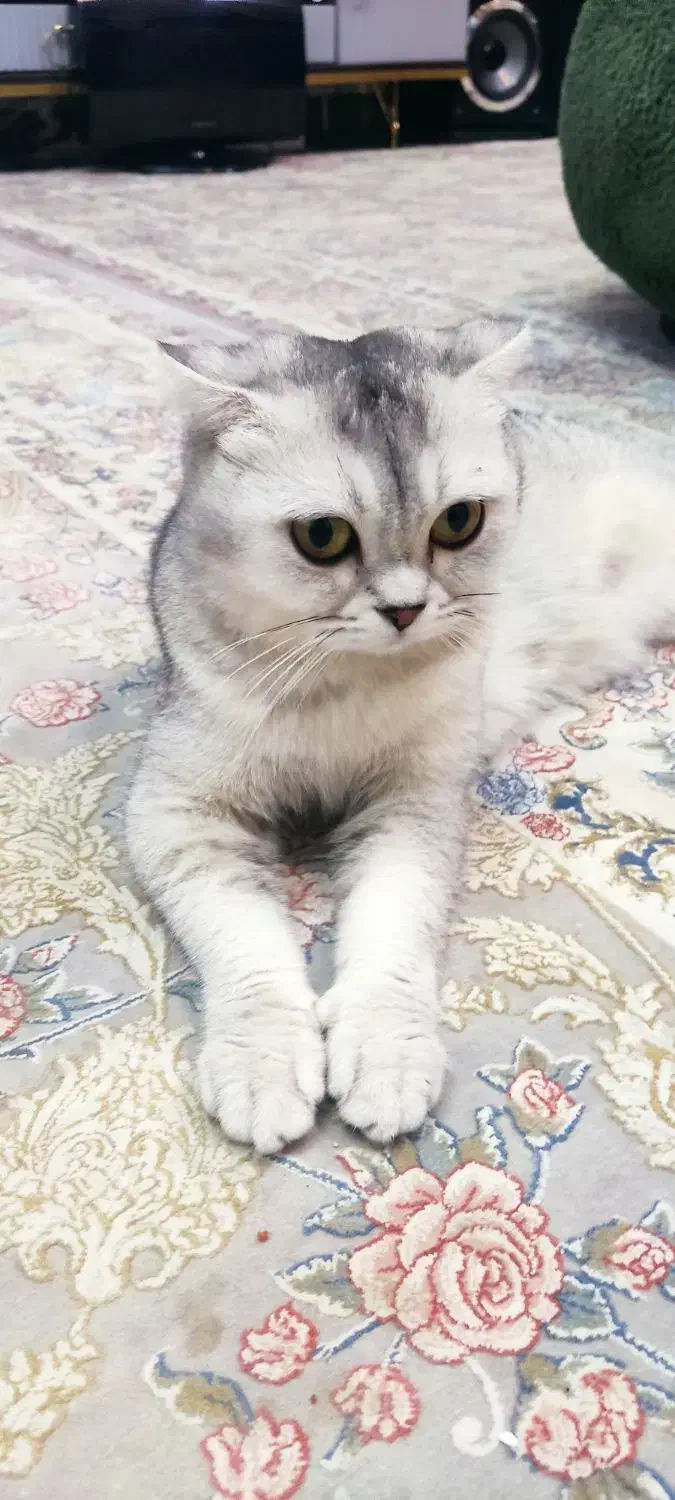 گربه|گربه|تهران, زیبادشت|دیوار