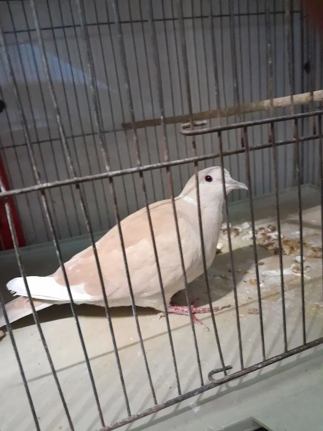 کبوتر تزئینی|پرنده|تهران, ائمه اطهار|دیوار