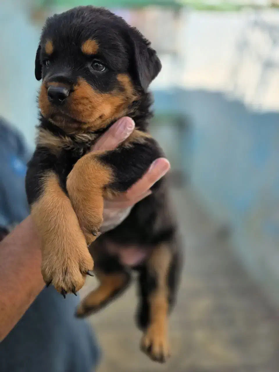 روت ژرمن و....|سگ|فردیس, منظریه|دیوار