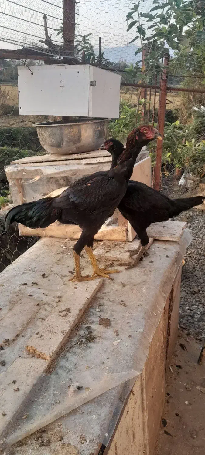 جوجه لاری|حیوانات مزرعه|ماسال, |دیوار