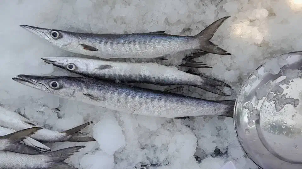 ماه|ماهی|هندیجان, |دیوار