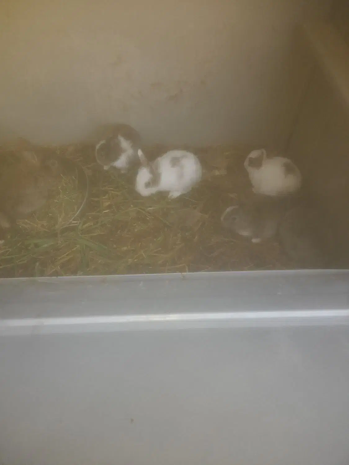 خرگوش|موش و خرگوش|سیرجان, |دیوار