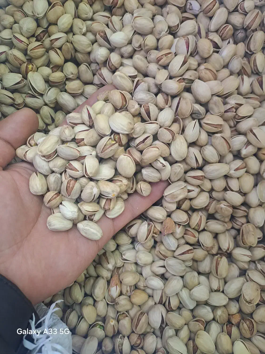 پسته کله قوچی|خوردنی و آشامیدنی|خوی, |دیوار