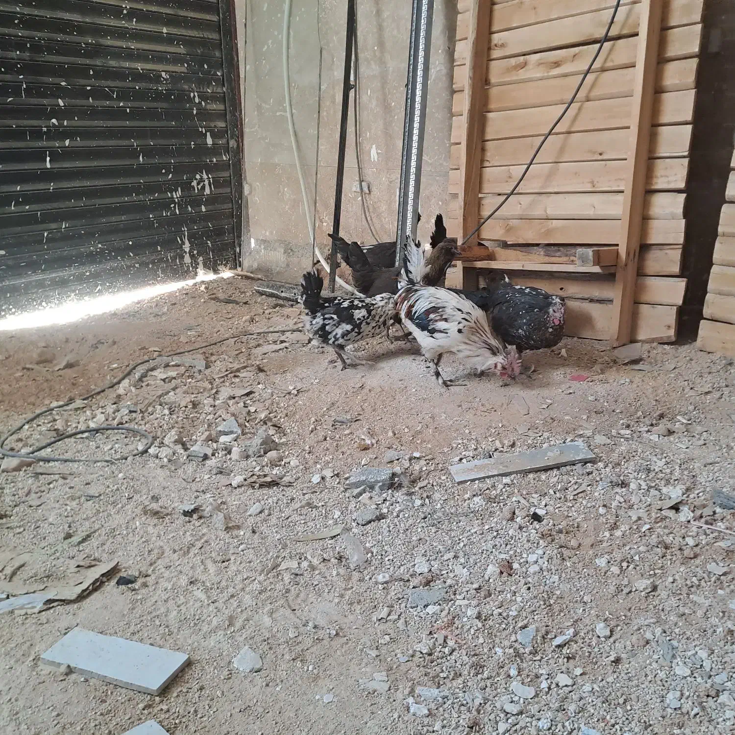 مرغ و خروس گلین اصل|حیوانات مزرعه|همایجان, |دیوار