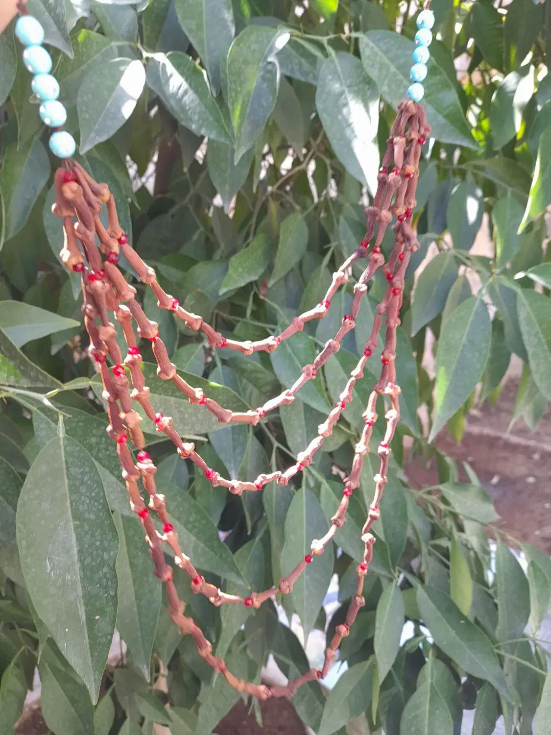 میخک خوش عطر وجاودانه|بدلیجات|لردگان, |دیوار