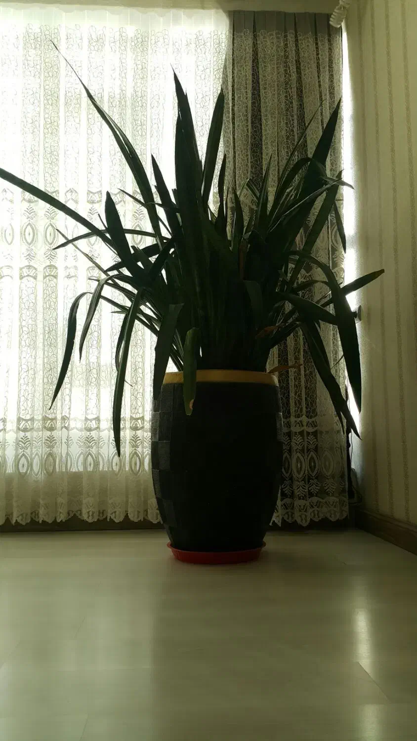 گل سانسوریا|گل و گیاه طبیعی|چرداول, |دیوار