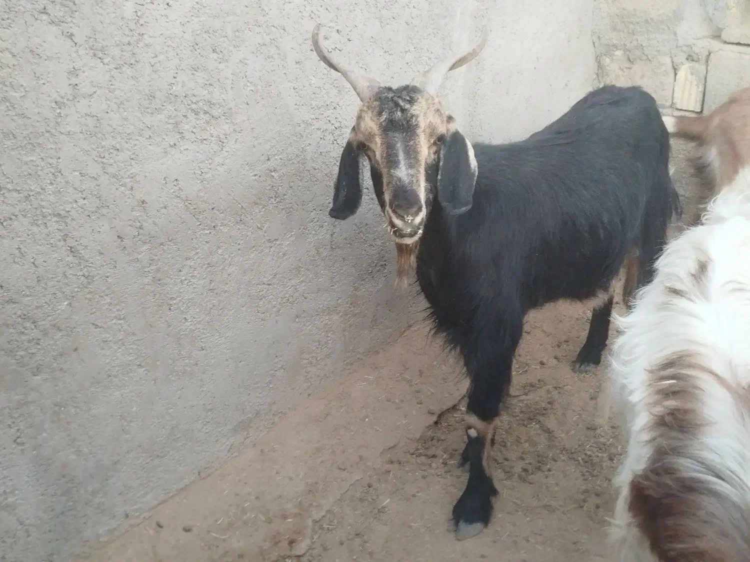 فروش کهره|حیوانات مزرعه|داراب, |دیوار