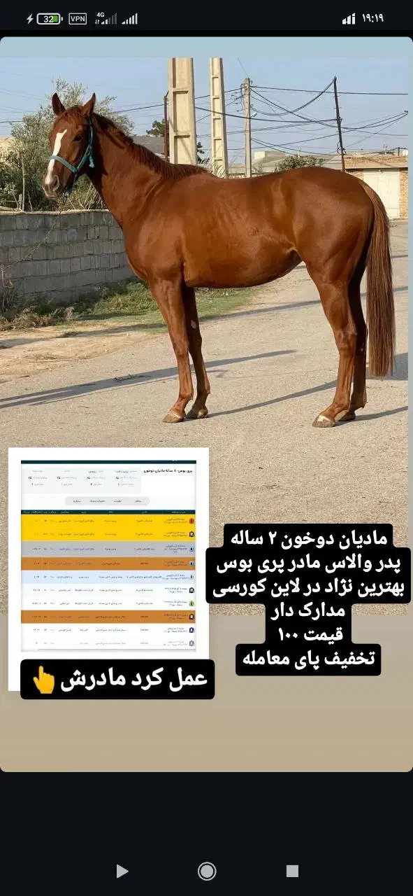 اسب|اسب و تجهیزات اسب‌سواری|آزادشهر, |دیوار