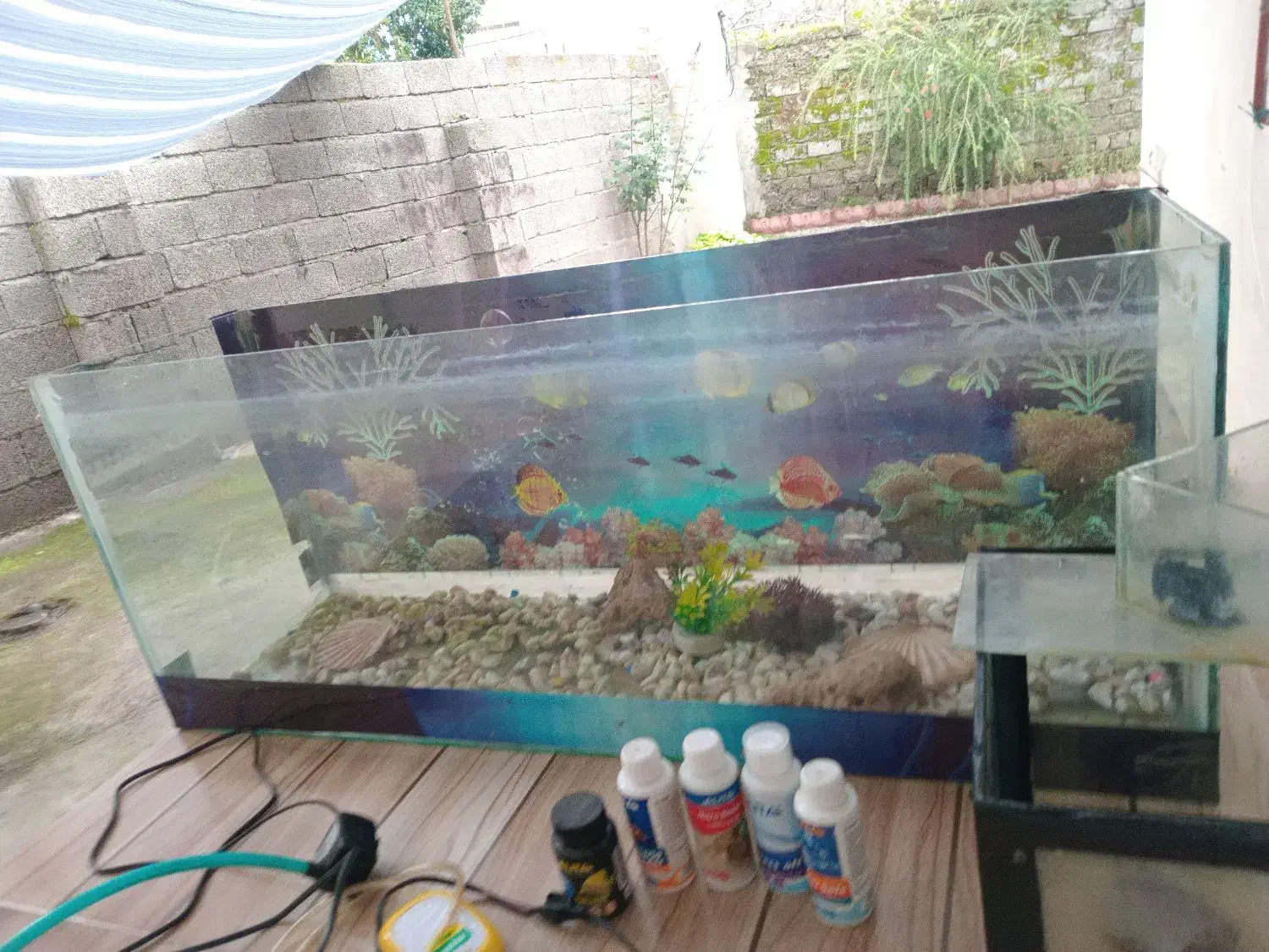 آکواریوم|ماهی|لشت نشا, |دیوار