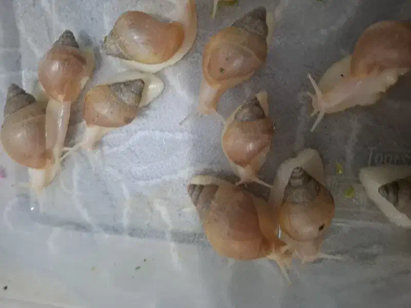 حلزون|خزنده|پردیس, فاز ۱۱|دیوار