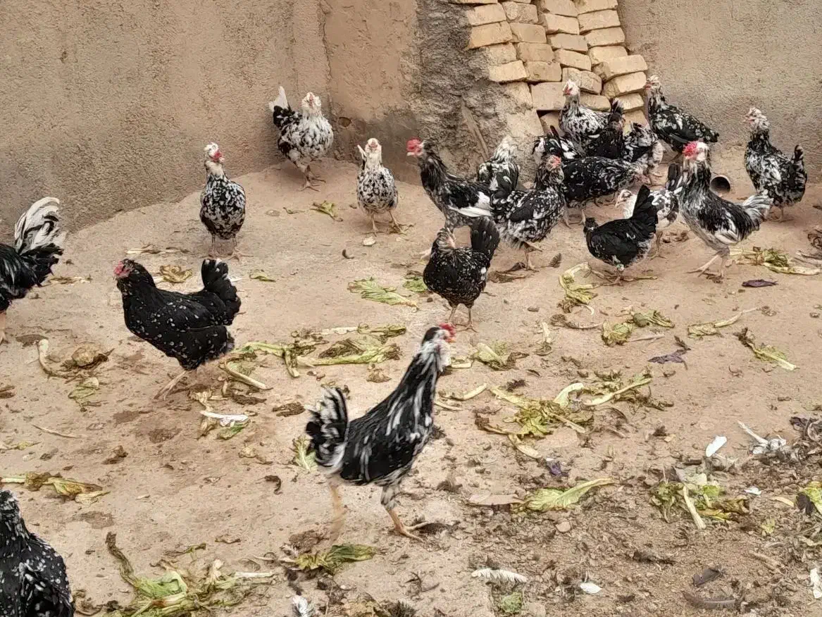 تخم مرغ گلین|حیوانات مزرعه|قم, تعویض پلاک|دیوار