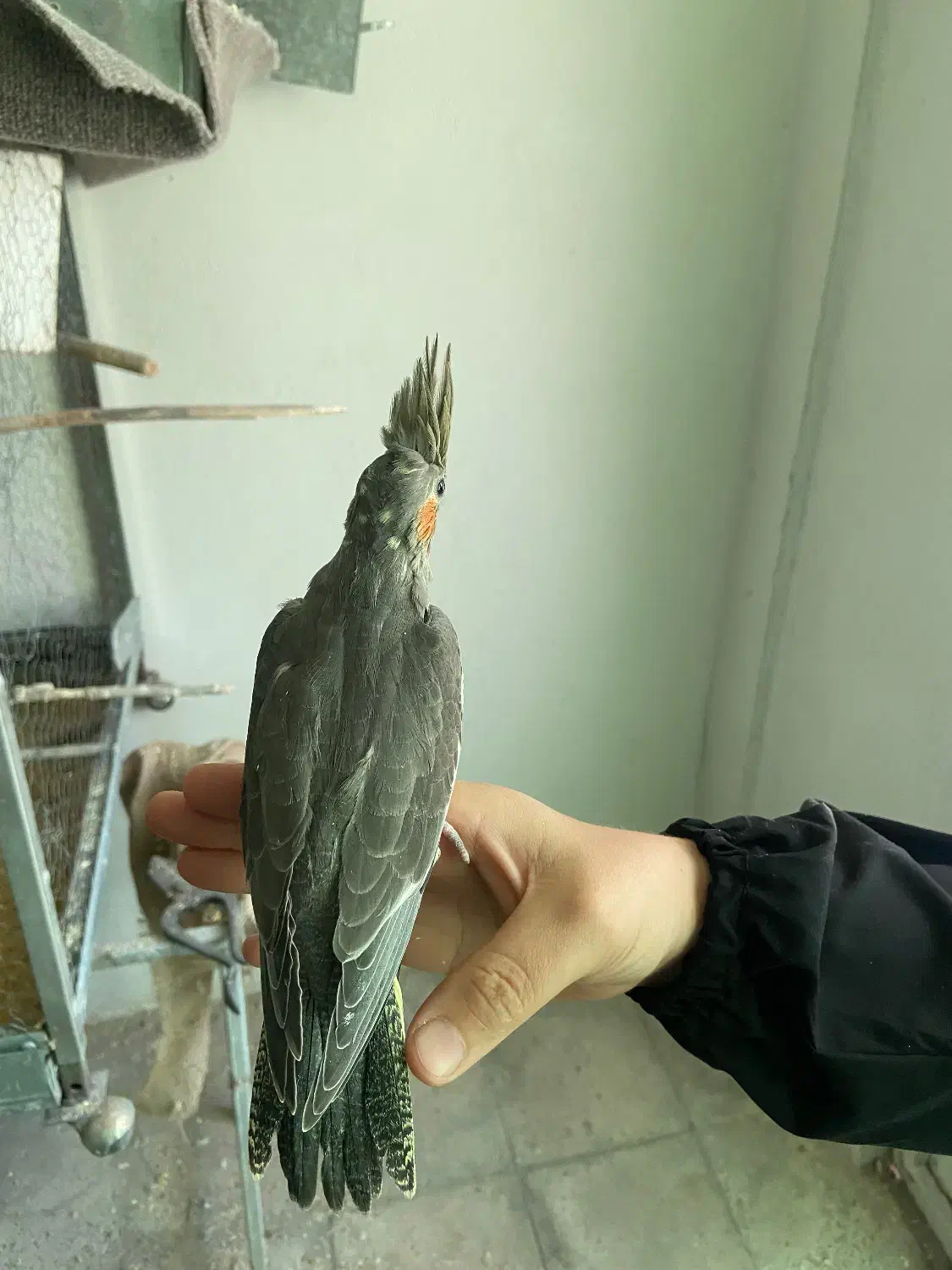 عروس هلندی نرم خور|پرنده|قدس, شهر‌قدس|دیوار