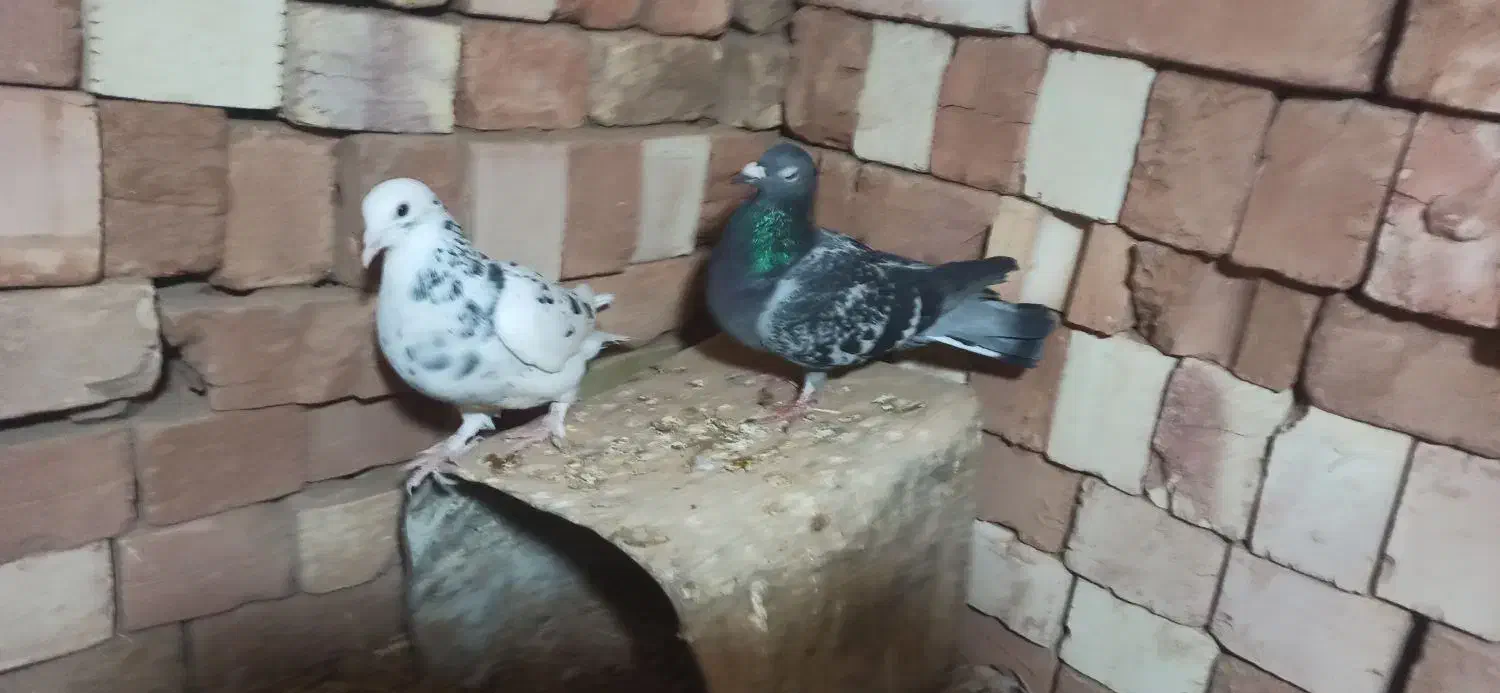 کبوتر المانی|پرنده|سده (خراسان جنوبی), |دیوار