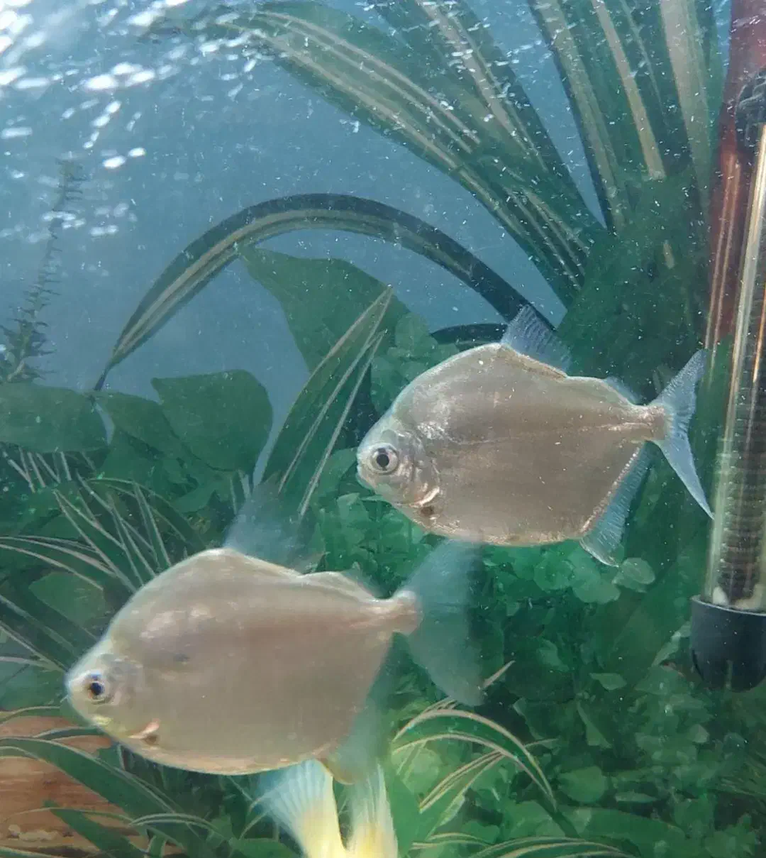 ماهی سیلور دالر|ماهی|میاندوآب, |دیوار