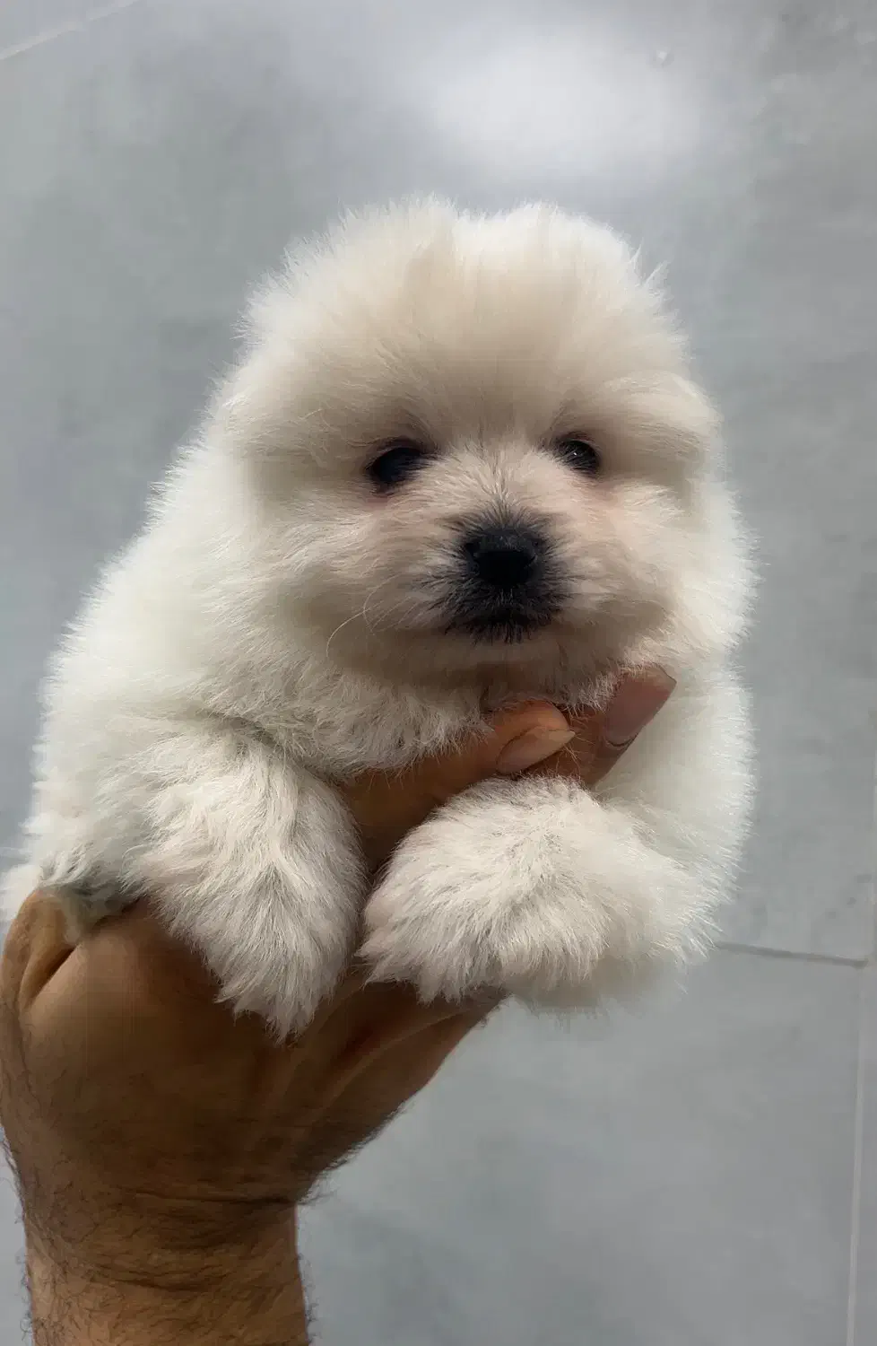 پامرانین عروسکی نر|سگ|ساری, |دیوار