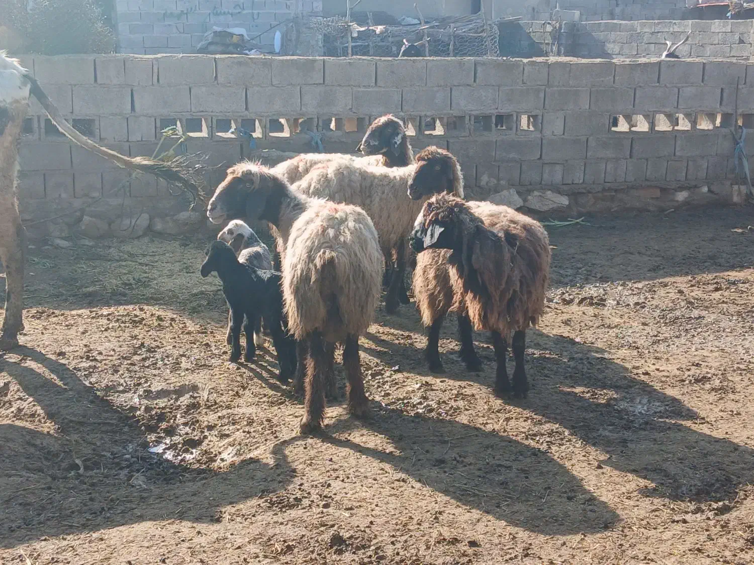 5عدد گوسفند و بره|حیوانات مزرعه|بهبهان, |دیوار